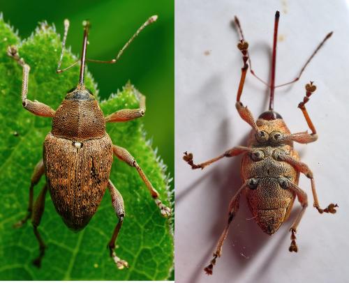 Réf. 306 342 : Curculio glandium